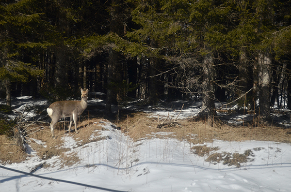 エゾシカ